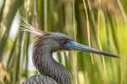Florida-Anastasia Island-Alligator Farm Tri-colored heron in breeding plumage Art Print